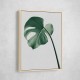 Monstera Natural 36 Monstera Natural 36