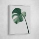 Monstera Natural 36 Monstera Natural 36