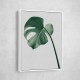 Monstera Natural 36 Monstera Natural 36
