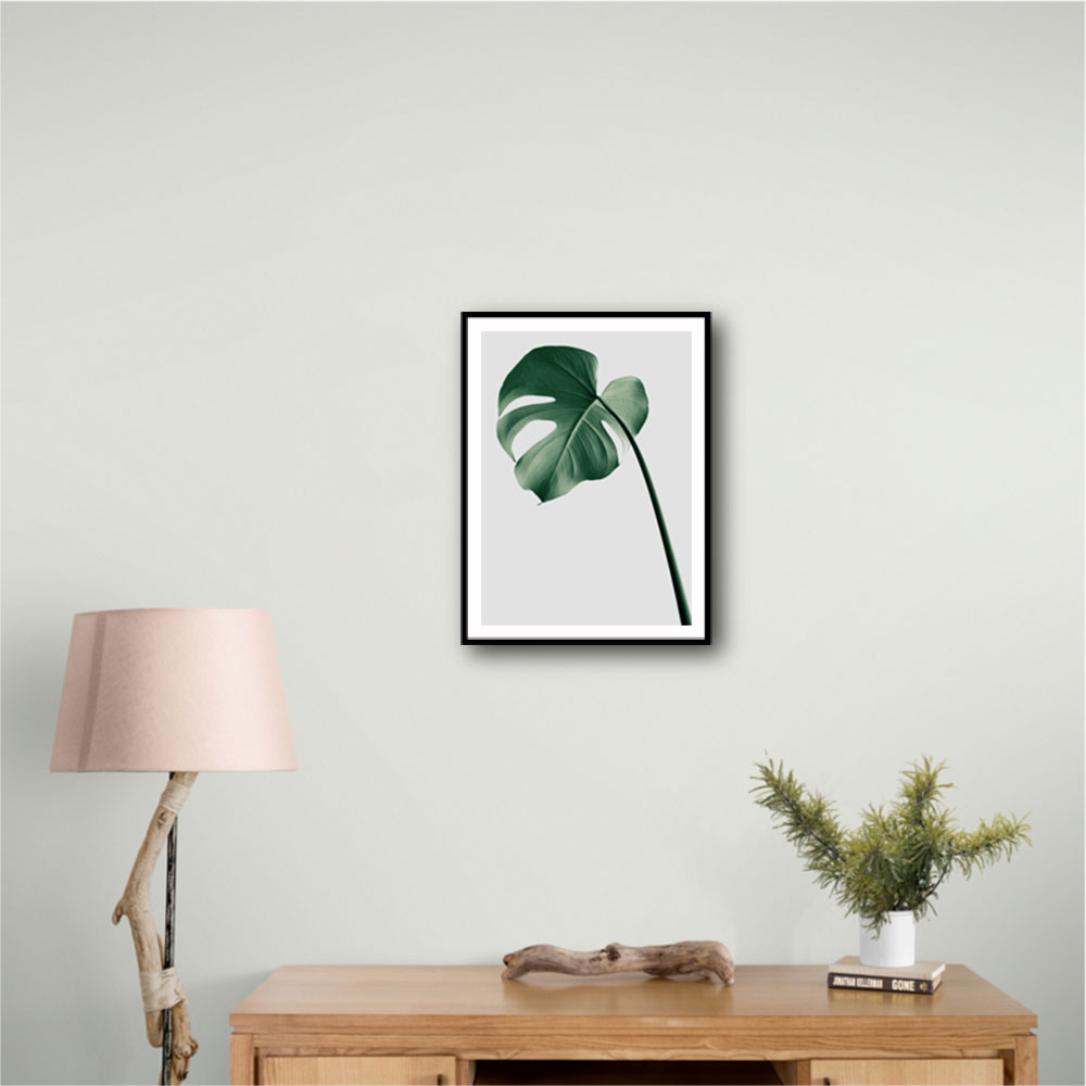 Monstera Natural 36