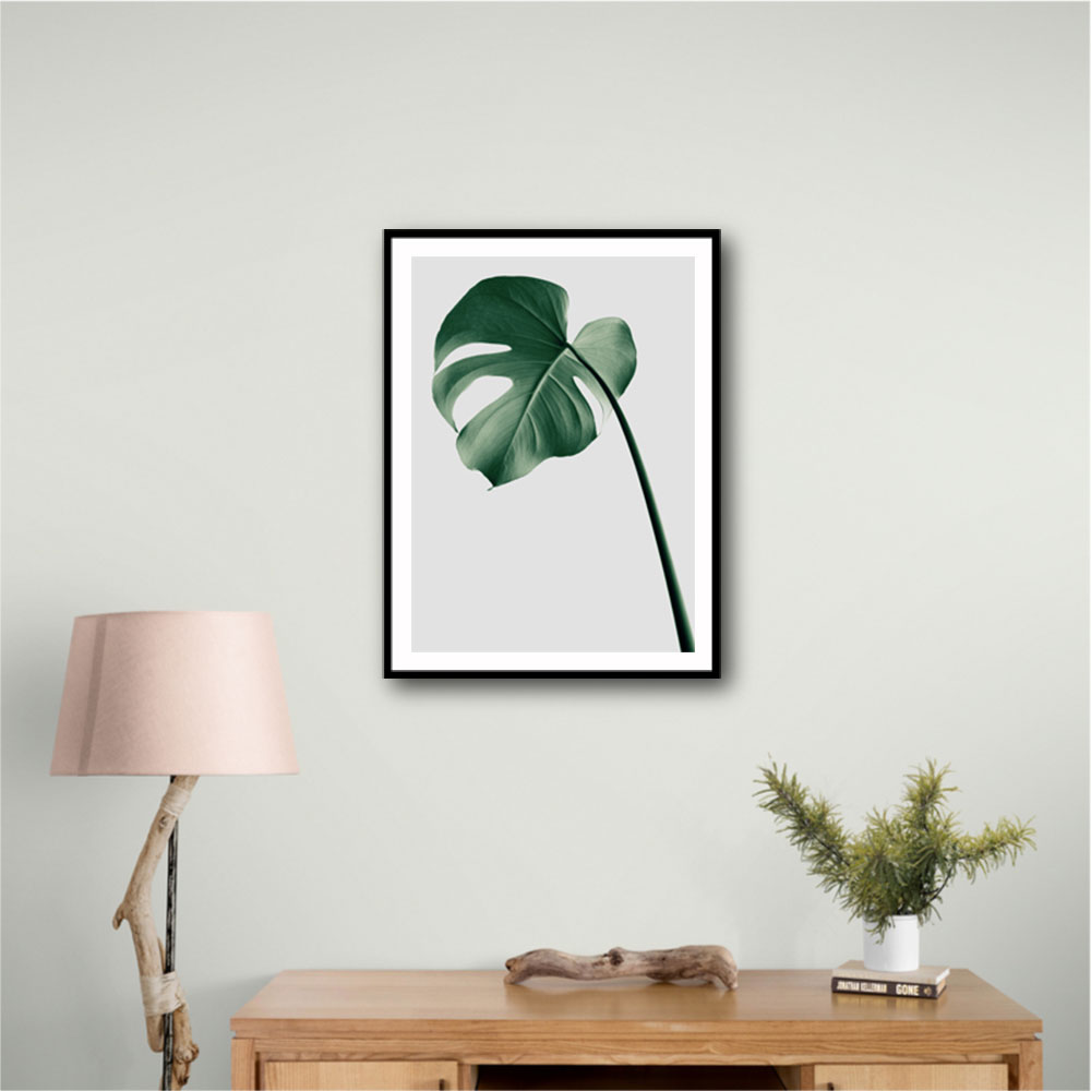 Monstera Natural 36 Monstera Natural 36