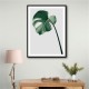 Monstera Natural 36 Monstera Natural 36