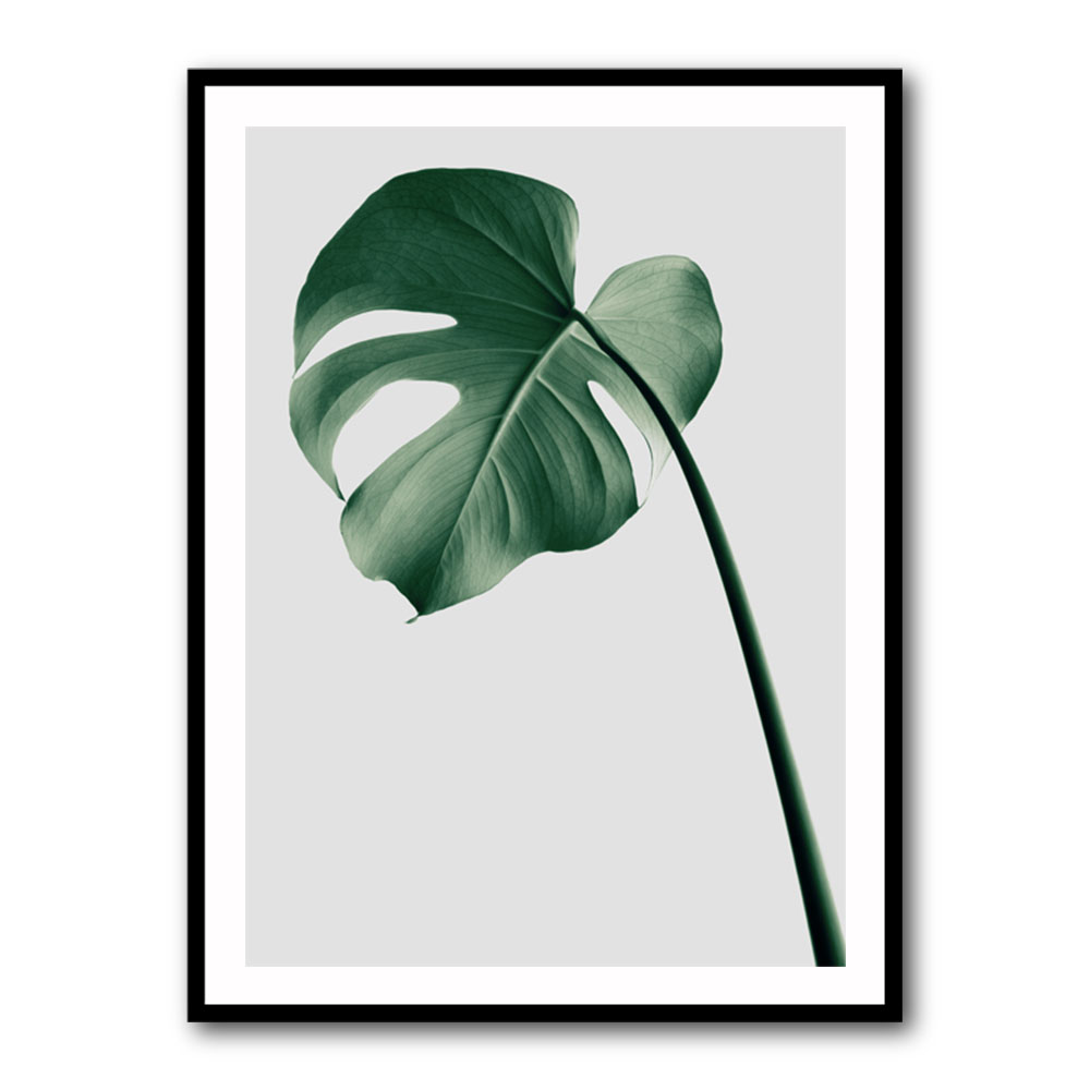 Monstera Natural 36 Monstera Natural 36