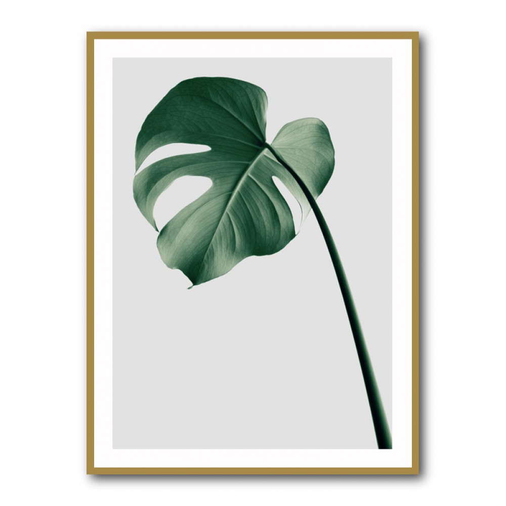 Monstera Natural 36 Monstera Natural 36