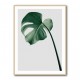 Monstera Natural 36 Monstera Natural 36