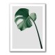 Monstera Natural 36 Monstera Natural 36