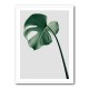 Monstera Natural 36 Monstera Natural 36
