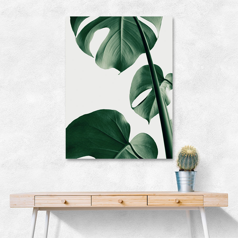 Monstera Natural 37