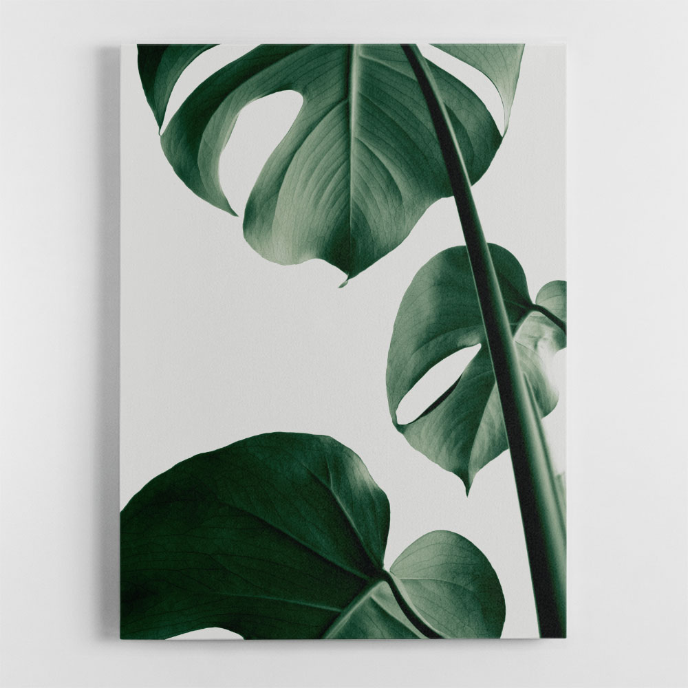 Monstera Natural 37