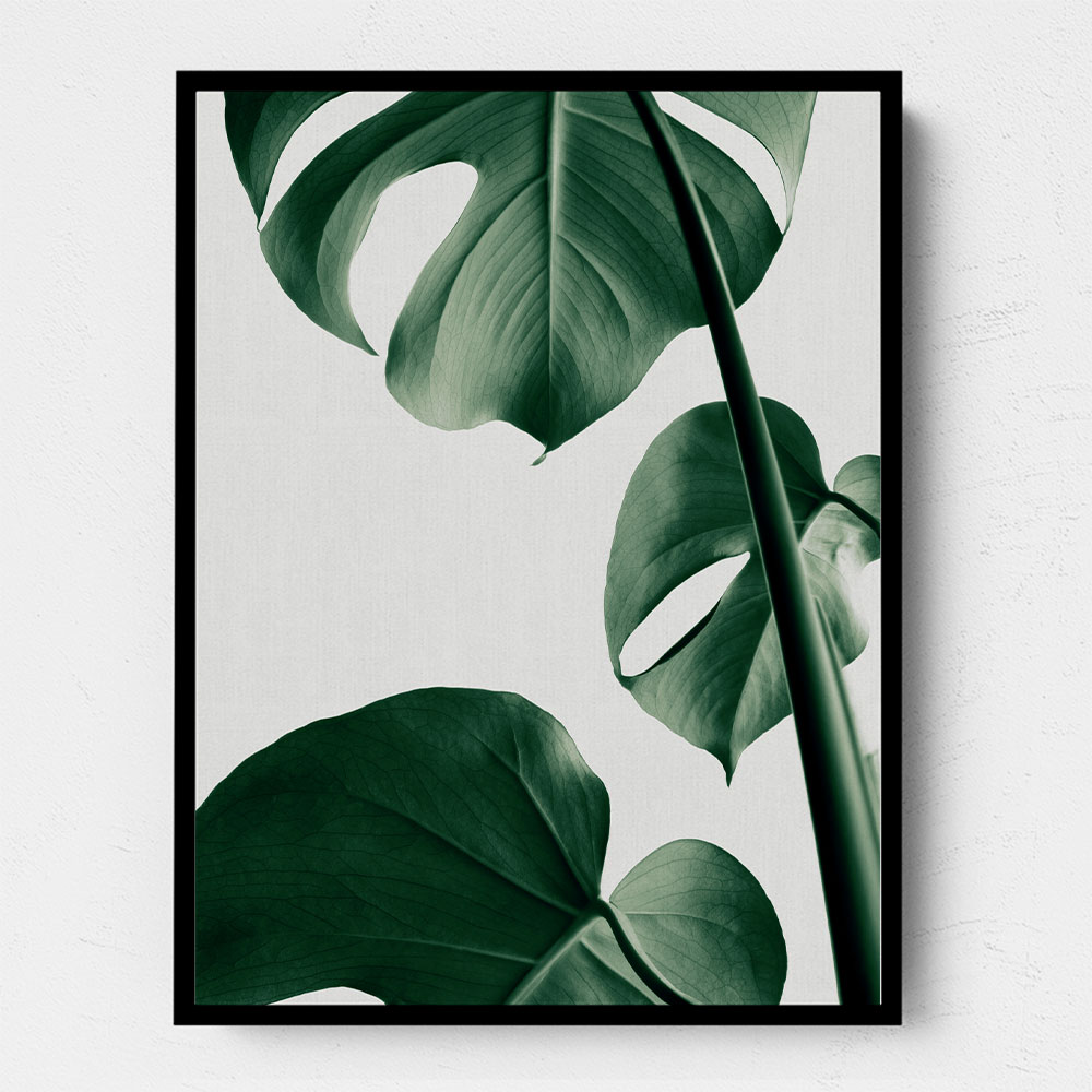 Monstera Natural 37