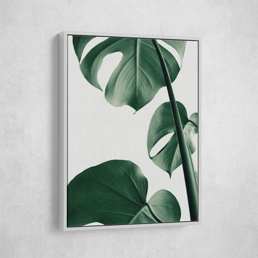 Monstera Natural 37