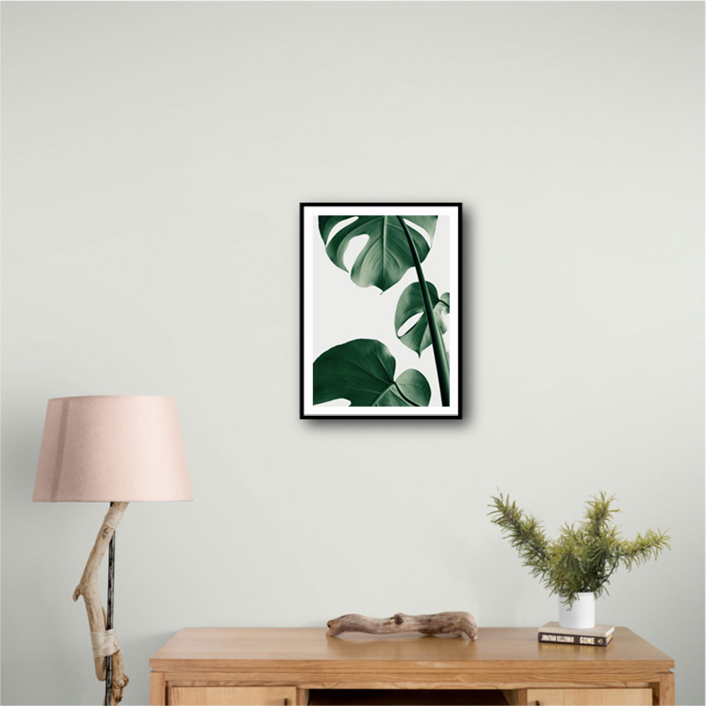 Monstera Natural 37