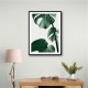 Monstera Natural 37