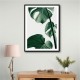 Monstera Natural 37