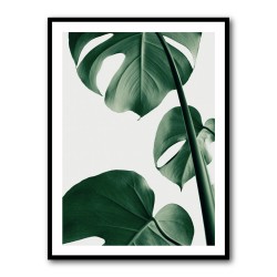 Monstera Natural 37