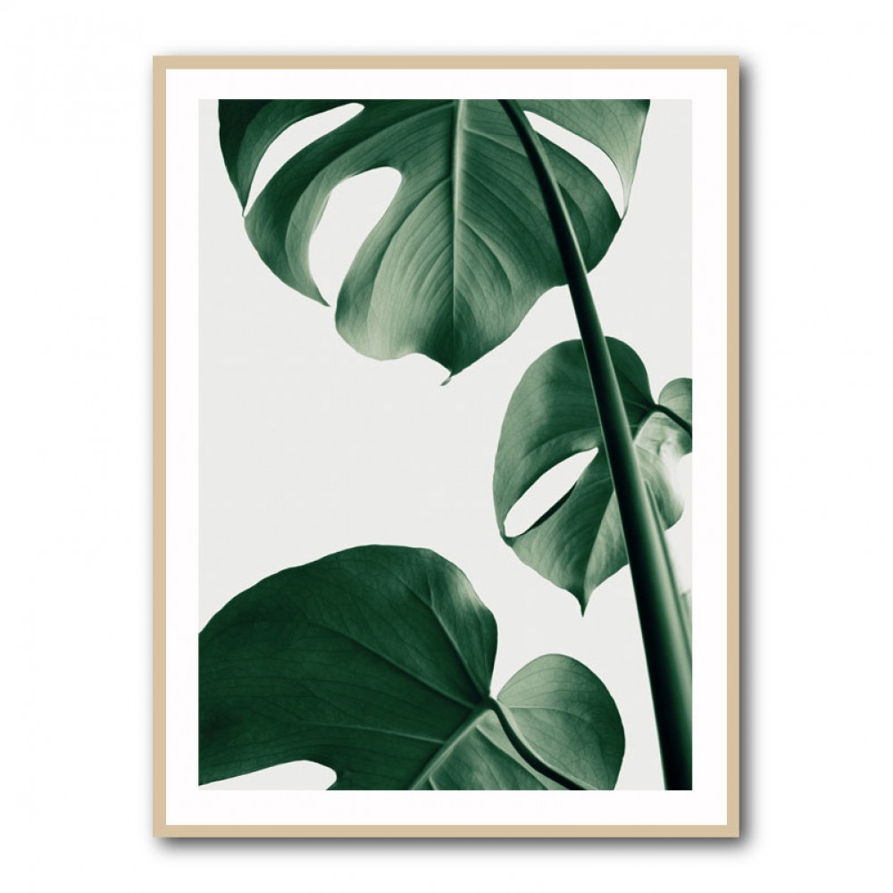 Monstera Natural 37