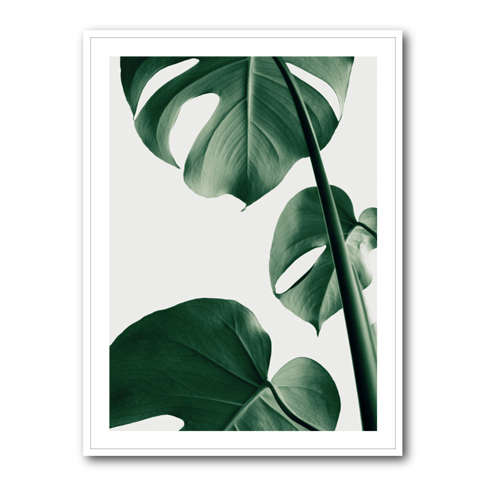 Monstera - Illustrated Nature Plant Sticker – NANU Studio