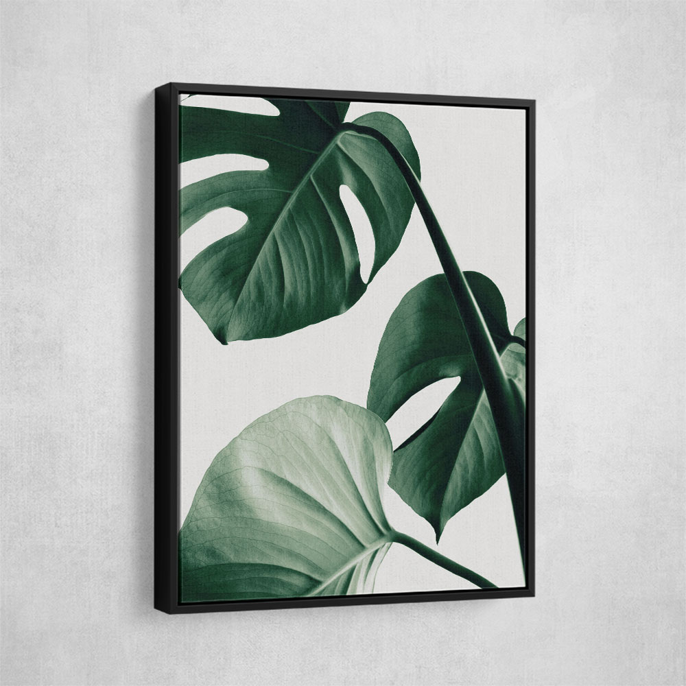 Monstera Natural 42