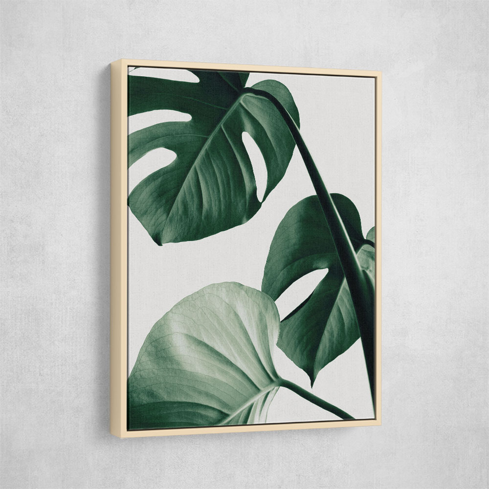 Monstera Natural 42