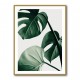 Monstera Natural 42