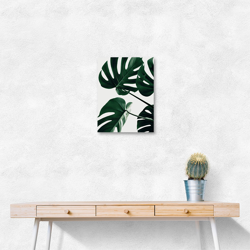 Monstera Natural 43