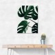 Monstera Natural 43