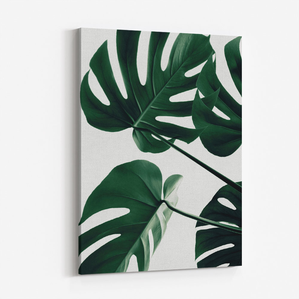 Monstera Natural 43