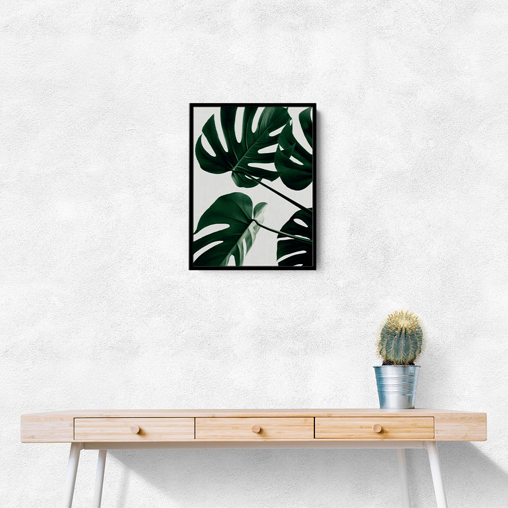 Monstera Natural 43