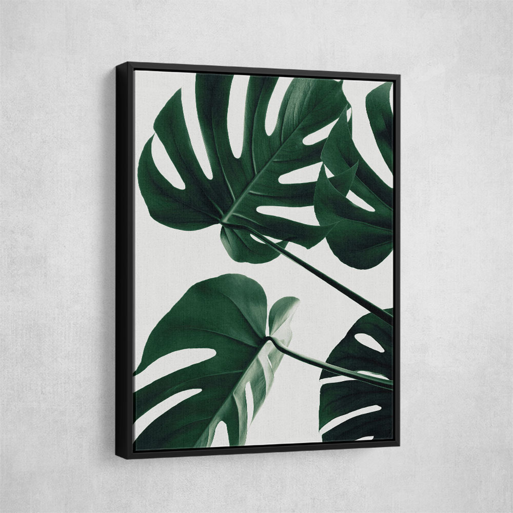 Monstera Natural 43