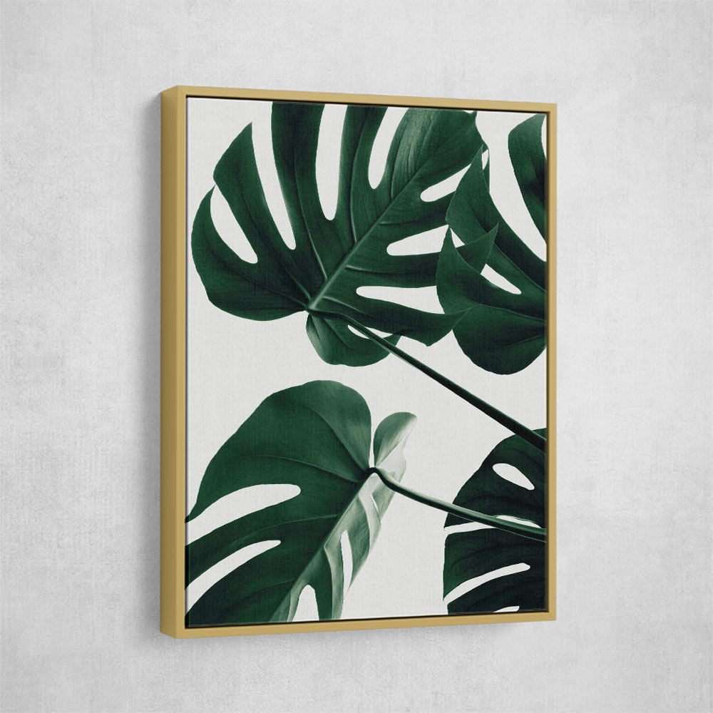 Monstera Natural 43