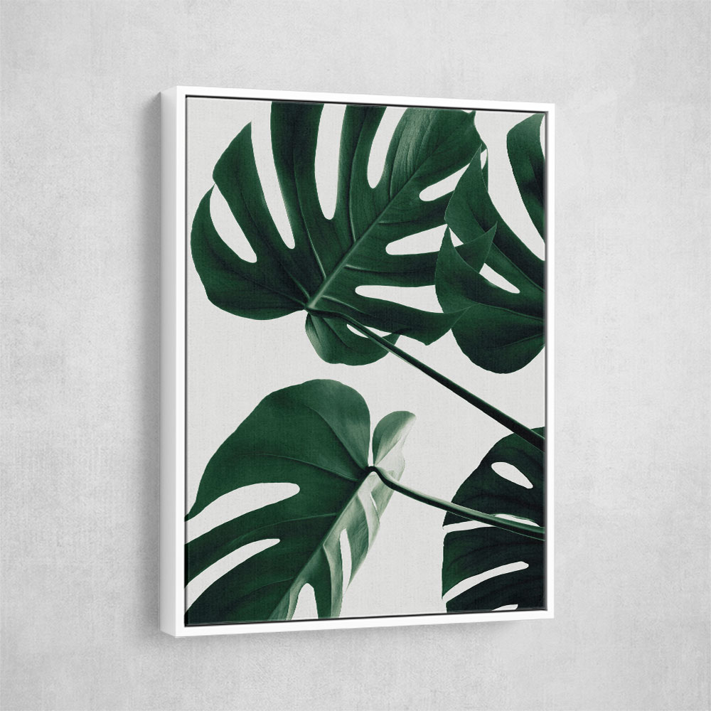 Monstera Natural 43