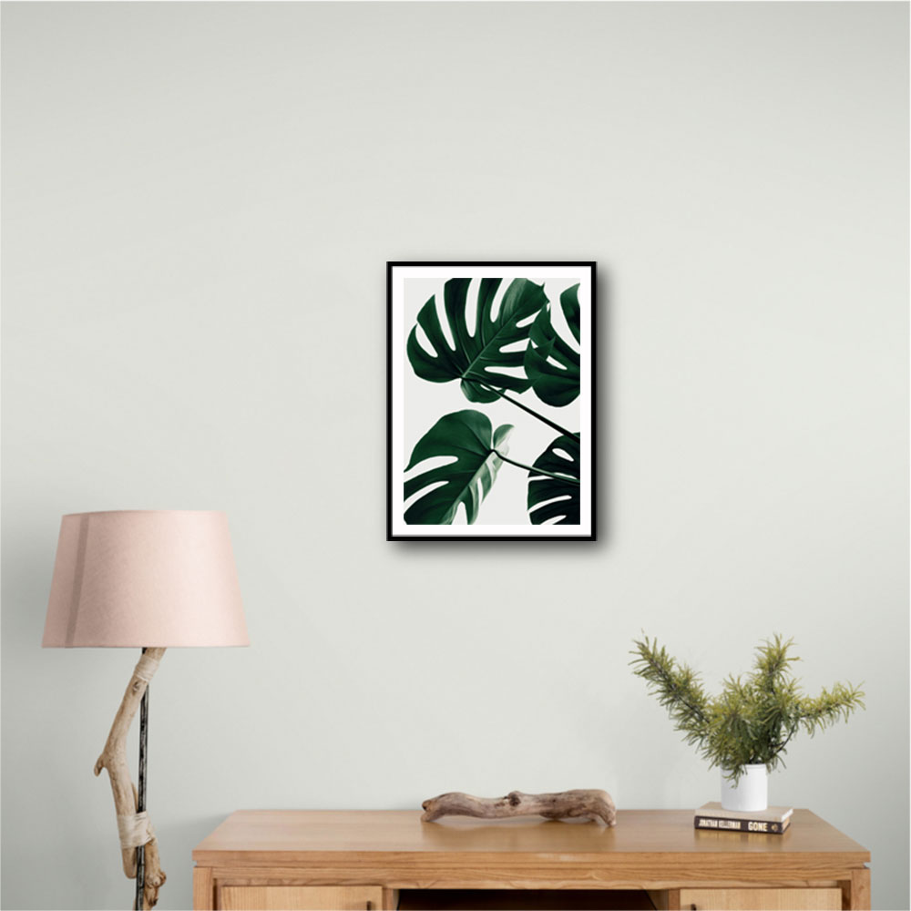 Monstera Natural 43