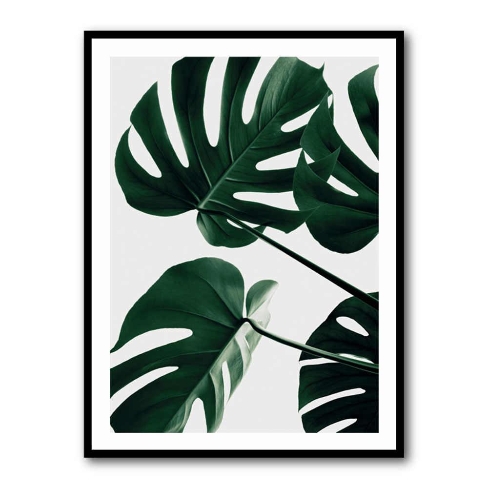 Monstera Natural 43