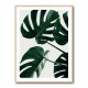 Monstera Natural 43