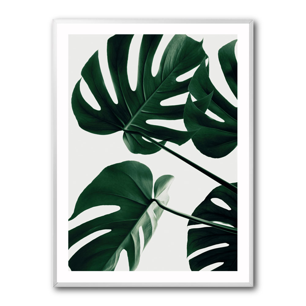 Monstera Natural 43