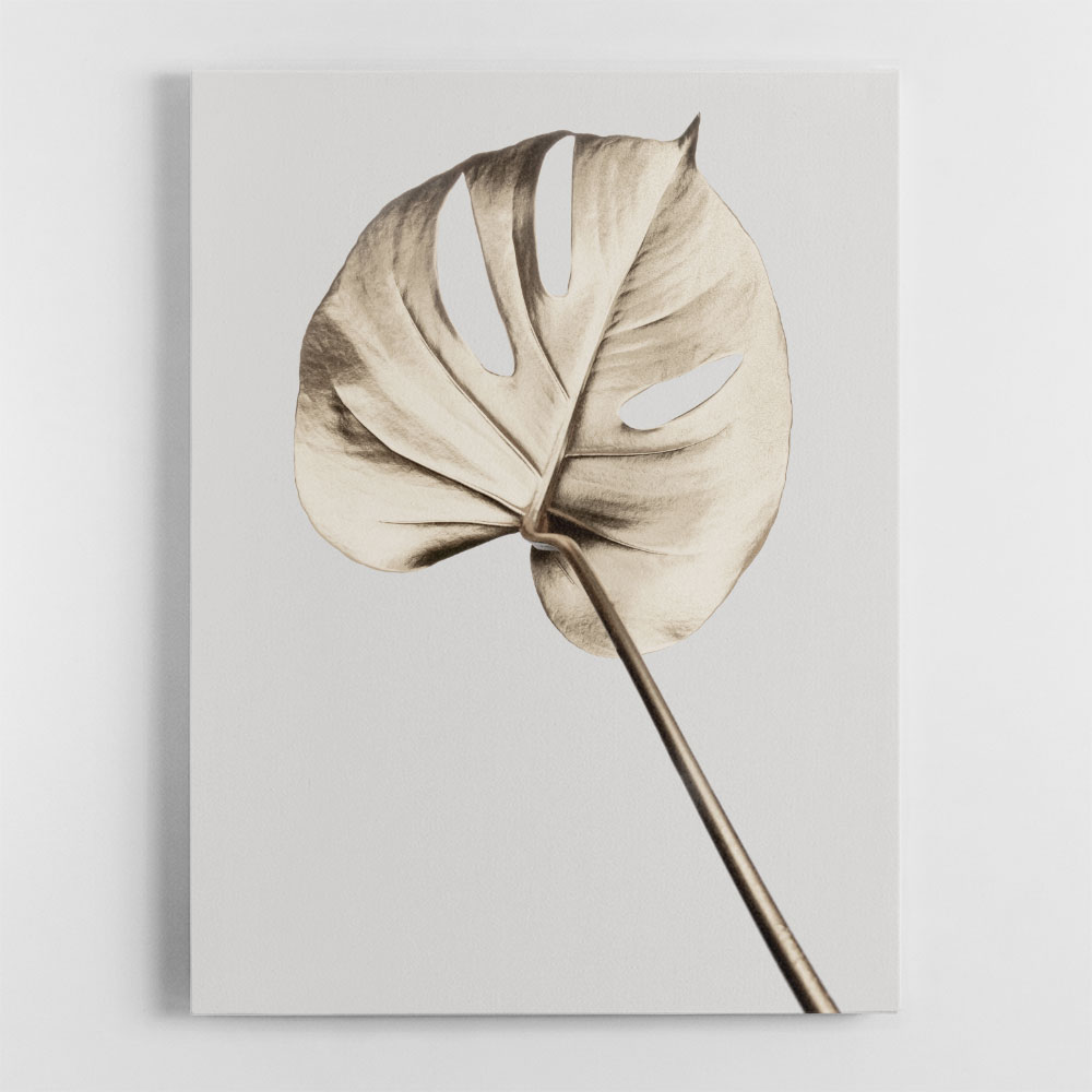 Monstera Gold 05