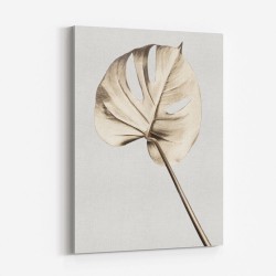 Monstera Gold 05