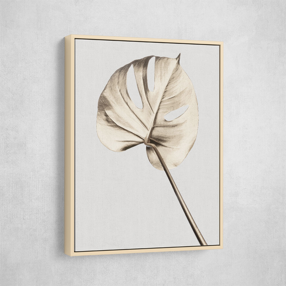 Monstera Gold 05