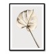 Monstera Gold 05