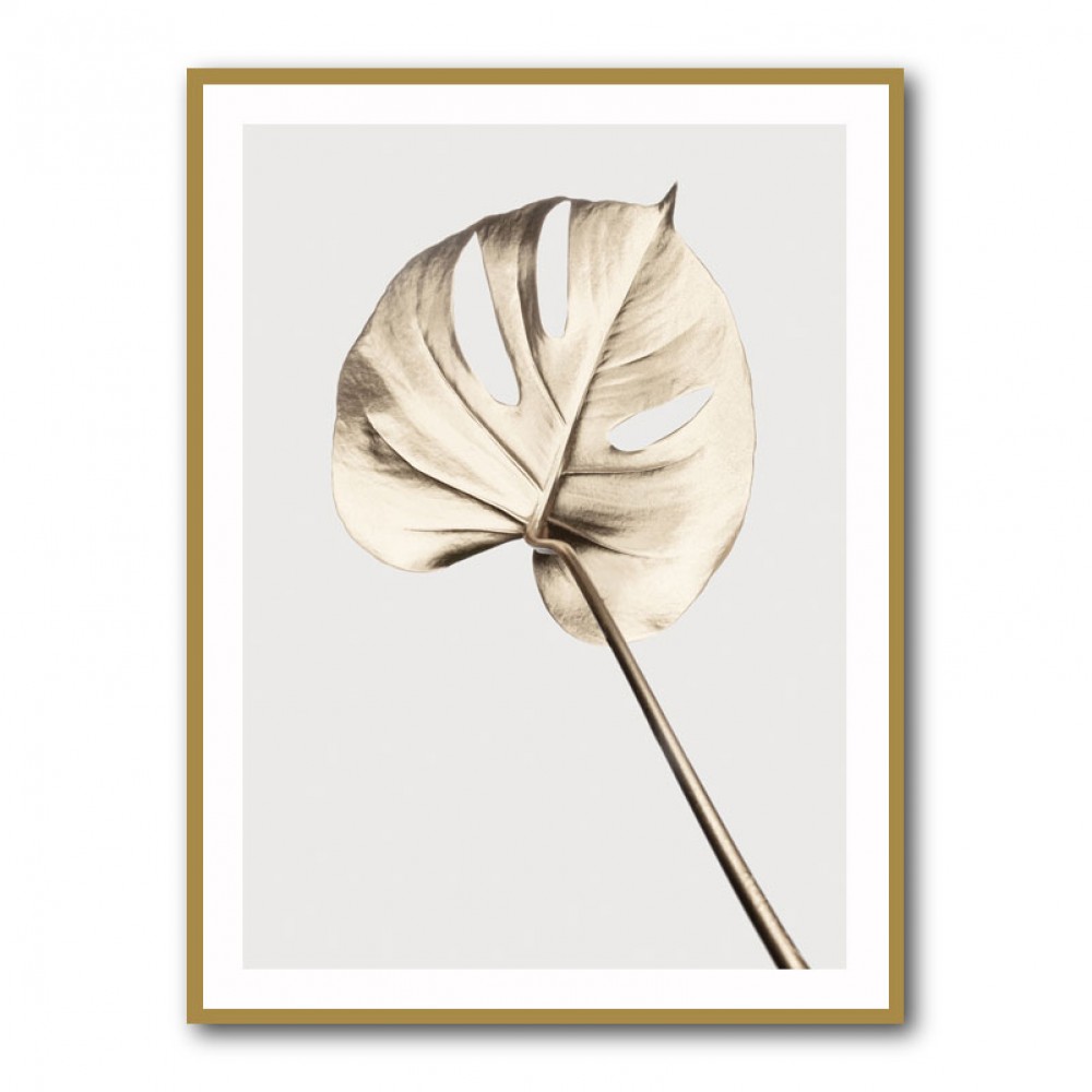 Monstera Gold 05