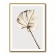 Monstera Gold 05