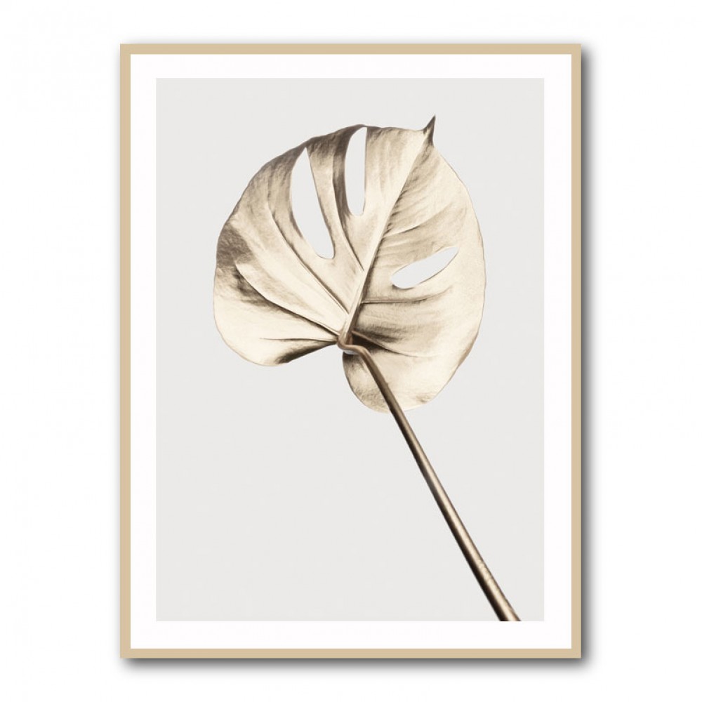 Monstera Gold 05