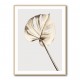 Monstera Gold 05