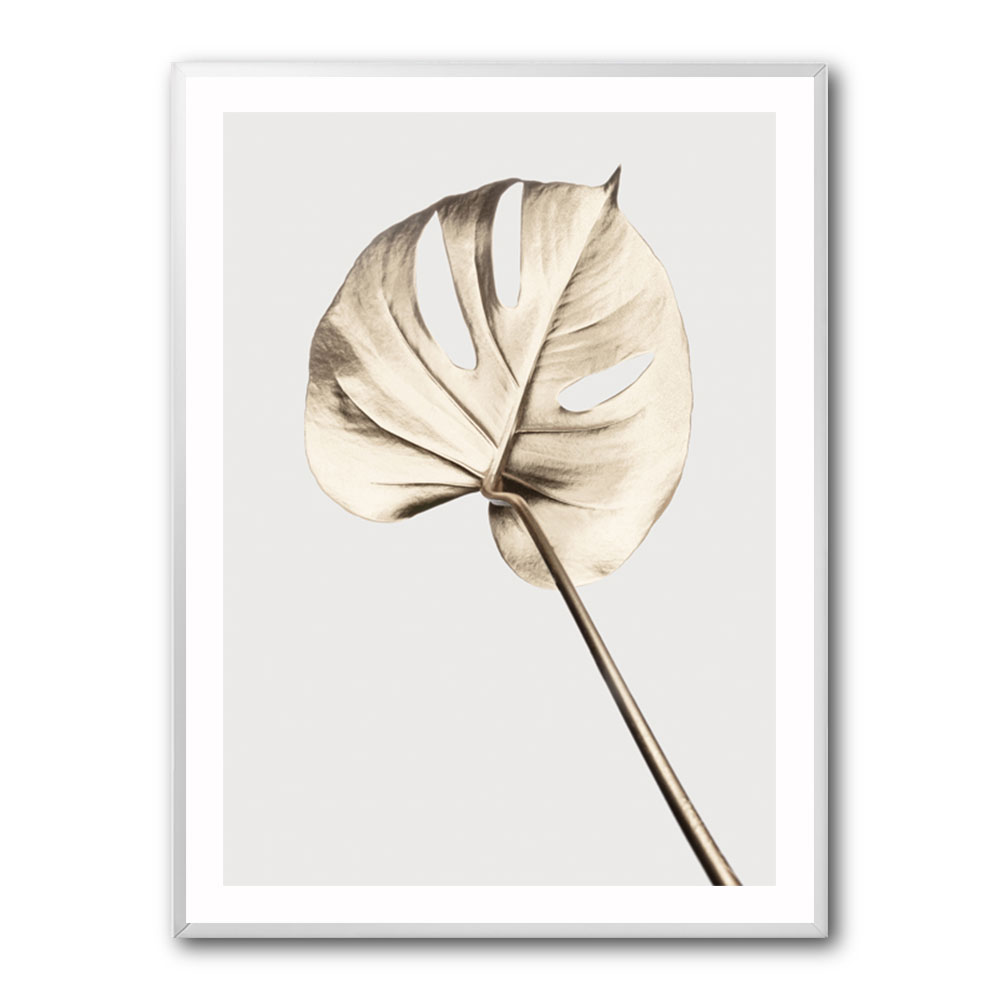 Monstera Gold 05