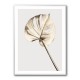 Monstera Gold 05