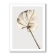 Monstera Gold 05