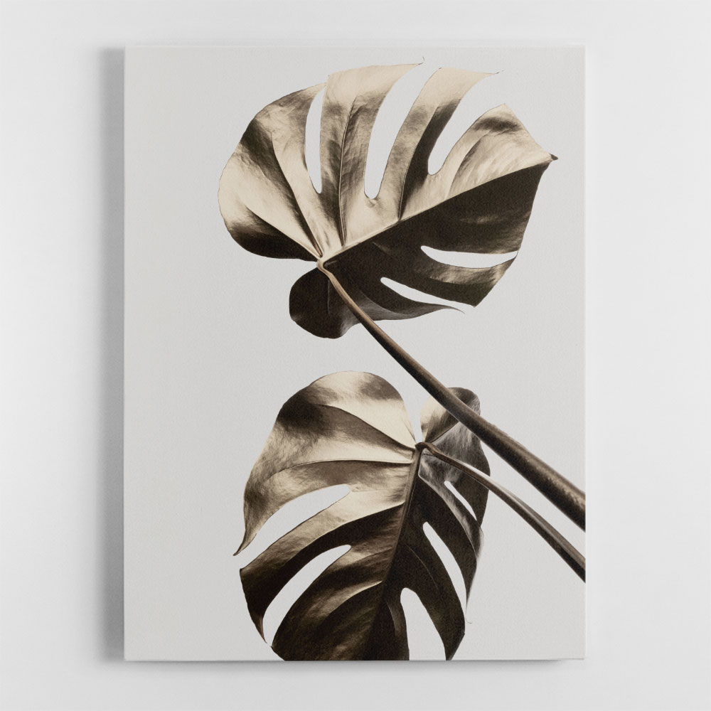 Monstera Gold 08