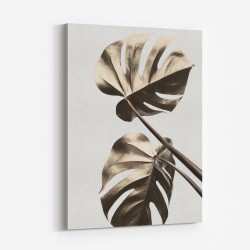 Monstera Gold 08