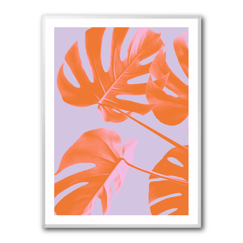 Monstera Purple 04 Monstera Purple 04