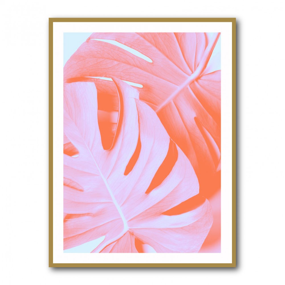 Monstera Orange 03